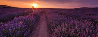 Memorial Day Sunset over lavender